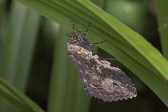 Anisoneura