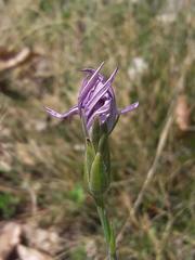 Scorzonera purpurea