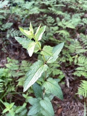 Eupatorium pilosum