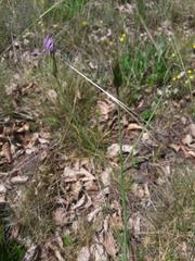 Scorzonera purpurea