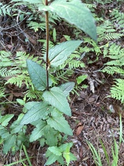 Eupatorium pilosum