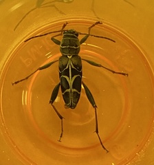 Neoclytus scutellaris