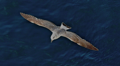 Larus michahellis