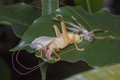 Gryllacris