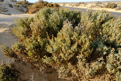 Atriplex bolusii