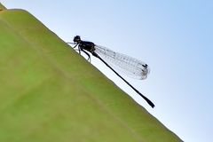 Onychargia atrocyana