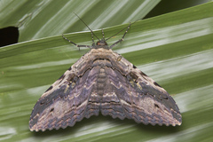 Anisoneura