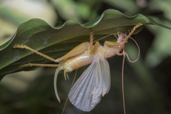 Gryllacris
