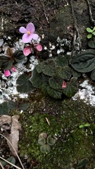 Begonia fimbristipula