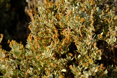 Atriplex bolusii