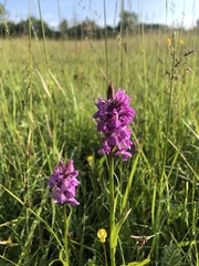Dactylorhiza praetermissa