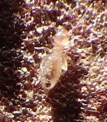 Liposcelididae