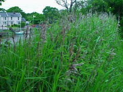 Phragmites australis