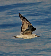 Larus michahellis
