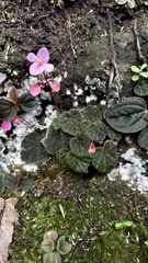 Begonia fimbristipula