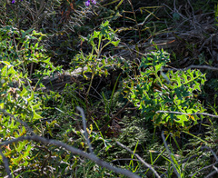 Grevillea bipinnatifida
