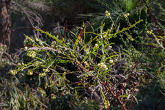 Acacia alata alata