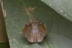 Fascellina castanea