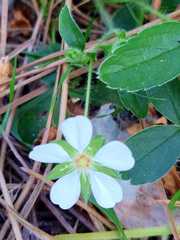 Potentilla montana