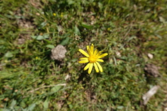 Senecio lagascanus