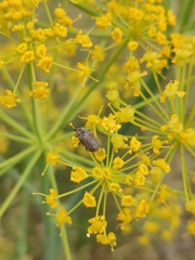 Mycterus curculioides