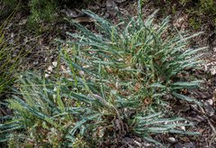 Banksia dallanneyi mellicula