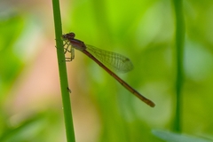 Agriocnemis pygmaea