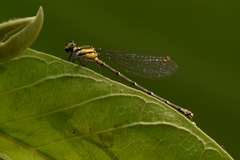 Onychargia atrocyana