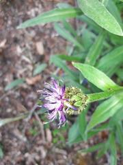 Centaurea semidecurrens