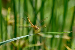 Crocothemis servilia