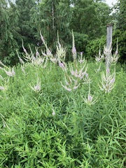 Veronicastrum