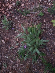 Centaurea semidecurrens