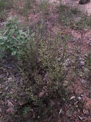 Scrophularia canina canina
