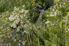 Grevillea curviloba