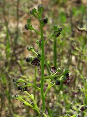 Scrophularia canina canina