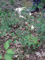 Silene italica