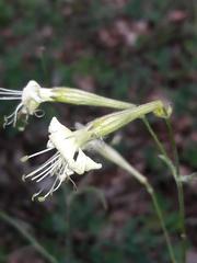 Silene italica