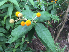 Buddleja globosa