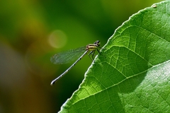 Onychargia atrocyana