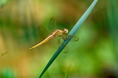 Crocothemis servilia
