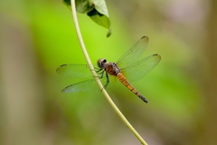 Brachydiplax chalybea