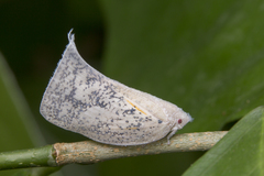 Lawana conspersa