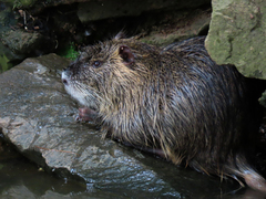 Myocastor coypus