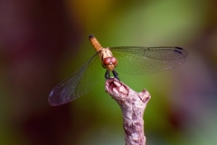 Brachydiplax chalybea