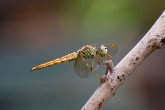 Brachythemis contaminata