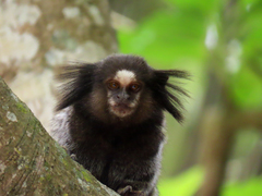 Callithrix penicillata