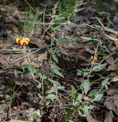Bossiaea ornata