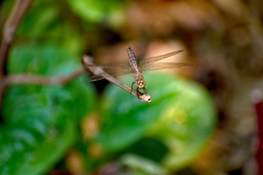 Brachythemis contaminata