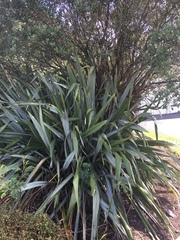 Phormium