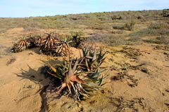 Aloe microstigma framesii
